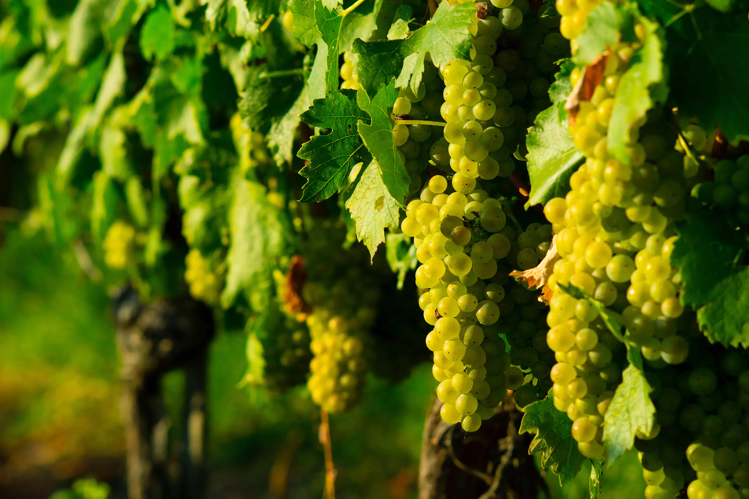 Szőlőfürtök a birtokon, napfényes lombok között