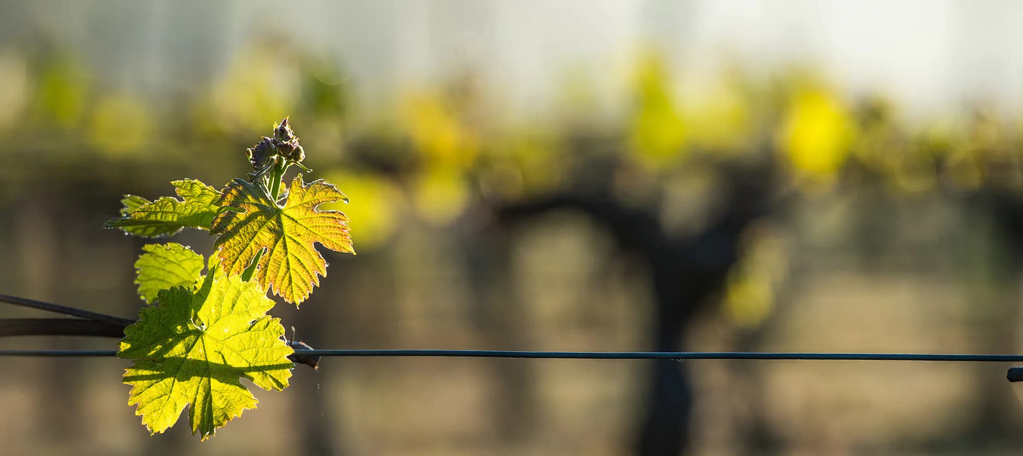 Szőlőlevél részlete